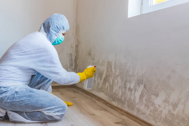Licensed Mold Inspection service in Lewisburg, PA - WQB Mold Removal